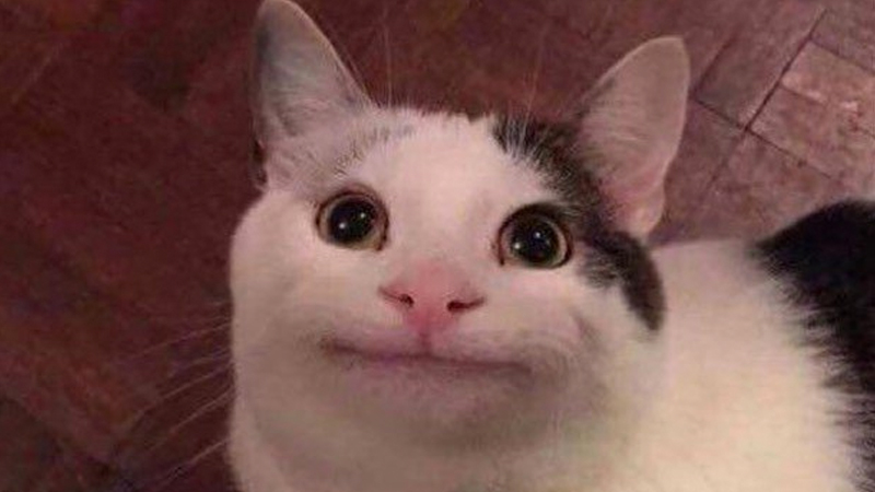 This image has an empty alt attribute; its file name is cat.jpg