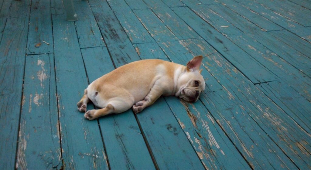 This image has an empty alt attribute; its file name is tired-dog-1024x560.jpg